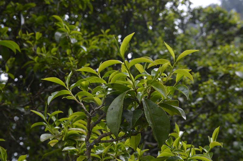 云南大理茶文化的历史