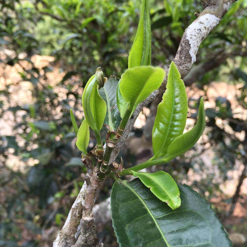 如何打造一场精彩的茶文化讲座?——从PPT背景图片开始